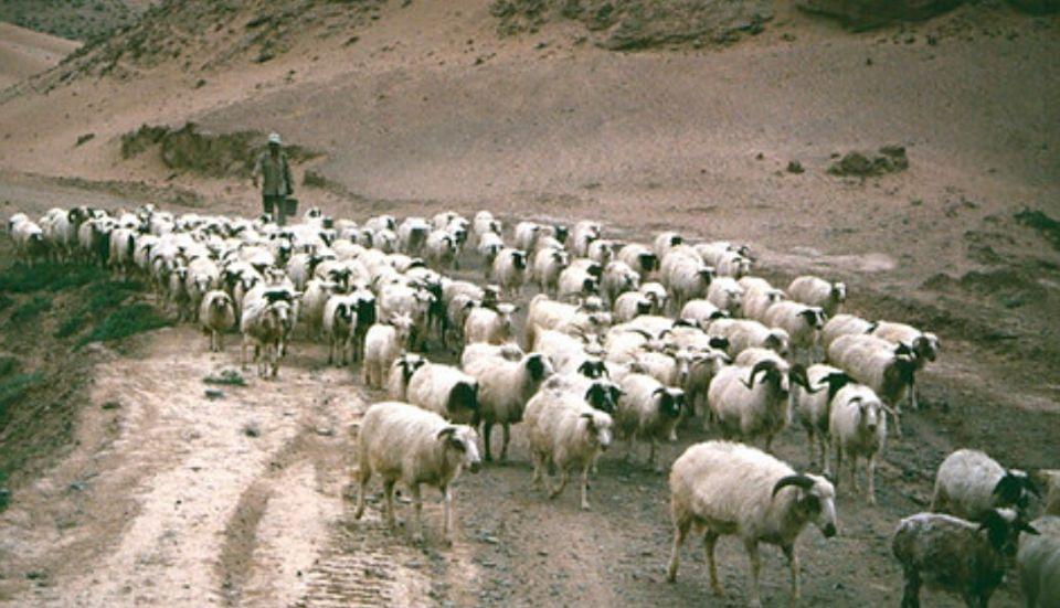 黄河之畔的翡翠诗篇，宁夏的历史风情画卷